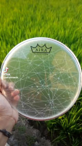 Mika Darbuka Aira Crispy 8 Inch: Panduan Lengkap