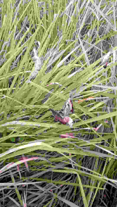 Jaring burung pipit 30x3 m. Jaring burung pleci. Jaring perangkap burung kolibri Jaring burung emprit Jala burung bondol Perangkap burung sawah Jaring burung canary Jaring burung Prenjak Jala perangkap burung ciblek Jaring burung gereja. Jaring siap pakai
