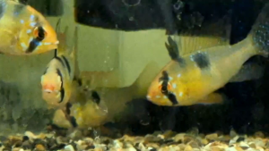 German Blue Ram ( Pair )