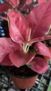 สวัสดีวันอาทิตย์ สีแดง สดใส #ต้นสุขสมใจปอง ฟอร์มสวย กัดสี เขียว-แดง (หายาก) . #อโกลนีม่า #สุขสมใจปอง #ต้นไม้มงคล #ต้นไม้ประดับ 🚚 ค่าส่ง 50 บาท รายละเอียด ต้นสุขสมใจปอง ชื่อต้นนี้มีมงคล ราชาแห่งไม้ประดับ ปลูกแล้วดี เศรษฐีนิยม ต้นไม้มงคลเรียกท