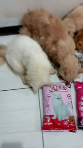 MAKANAN KUCING FELIBITE 500g