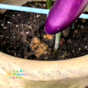 [TERMURAH] BIJI/BENIH TANAMAN TERONG PANJANG UNGU REZA