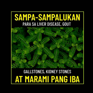 CHANCA PIEDRA CAPSULE 500mg Anti-Kidney Stones & Gallstones Breaker Remover(100 Capsule per Bottle)