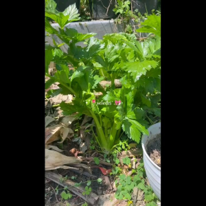 (KEMASAN PREMIUM) BIJI/BENIH SELEDRI BATANG BESAR TALL UTAH (isi -+220 butir)