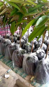 ต้นทุเรียนหมอนทองเสียบยอดแล้วพร้อมลงแปลงปลูกสูง40-60ชม.ขั้นต่ำ2ต้นขึ้นไป*โปรวันนี้ชื้อ10ต้นแถม1ต้น*