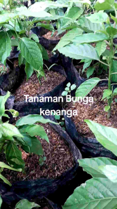 Tanaman hias bunga kenanga kuning wangi murah