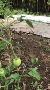 Bibit tanaman tomat apel sudah berbuah besar rimbun |tomat apel