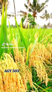 Benih bibit padi 303 AGT SUPER UNGGUL kemasan 5kg