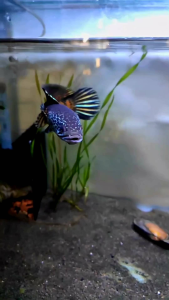 Feedhunt Maggot X Katak Giling RKFish Aquatic Kombinasi Pakan Progres Auranti Pelet Auranti Pakan Auranti