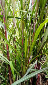 อ้อยดำ อ้อยต้มยา ตัดท่อนสด 25 ท่อน