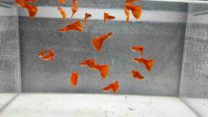 Albino Full Red (AFR) - 1 Pair