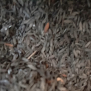 PROMO arang sekam bakar media kemasan 3.kg