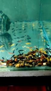 neocaridina shrimp mix colors