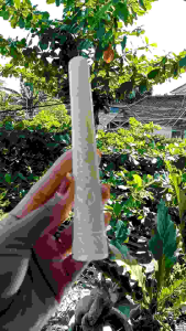 cangklong once pipa tulang sapi super ukir Surya B67