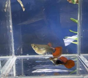 深海蓝短身孔雀鱼(1对) Tuxedo short body Guppy(1 pair)