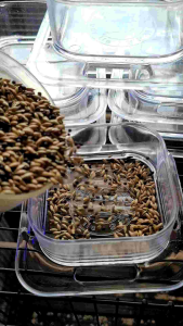 Water Dish - Feeding Fish / Cepuk Tempat Makan Burung Hamster Gecko