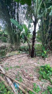 Pisau Baja isen Lapis 4 Siap Pakai