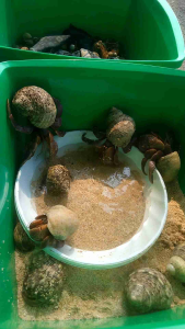 6 keong kelomang umang jumbo