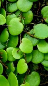 daun sisik naga daun picisan obat herbal alami segar hanya di petik saat di order 1kg