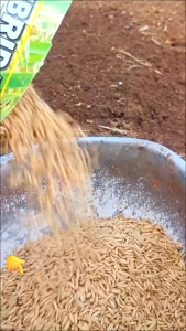 (6KG)BENIH PADI IN HIBRIDA SIMBOK MENTESDI PORMULASIKAN UNTUK HASIL PRODUKSI MAKSIMAL