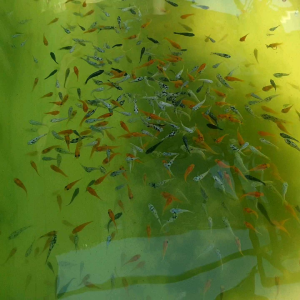 pakan hidup moly isi 100 ekor