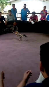 ไข่ไก่ชนพม่า แข้งหน้าจัดๆ