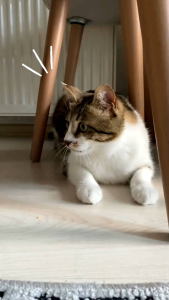 เสื้อลายเหมียว มะเด้ง