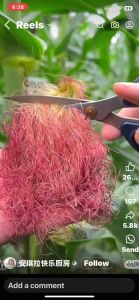 玉米须/降压，降糖，最佳/CORN SILK TEA/100GM