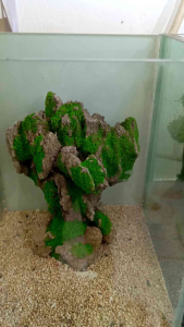 aquascape mini size 15x15x20cm