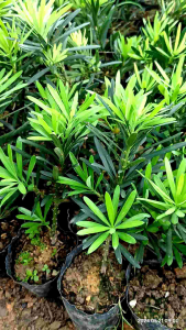 Cây tùng la Hán giống tùng bông