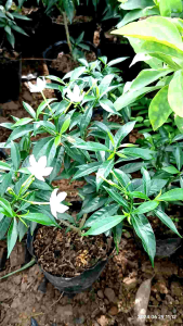 cây giống mai vạn phúc cây đã bắt đầu cho hoa cây mang lại tài lộc phúc đức và may mắn