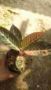 Tanaman Hias Aglonema Red Sumatra: Dekorasi Ruangan Indoor