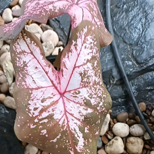 บอนสีนางสวาหะกระถาง6"ราคาถูก 89฿