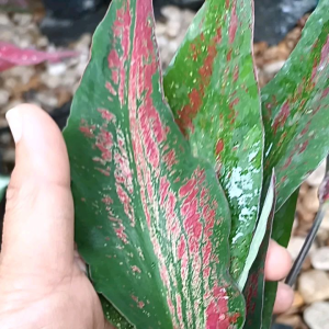 ราคาถูก฿89" 6 ชุด บอนสียักษ์การุณราชไม้ การุณราชไม้มีหัวกระถาง