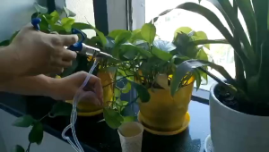 Suntikan ayam vaksin ternak otomatis komplit bukan socorex medion - alat vaksin unggas plus jarum 10 pcs