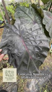โคโลคาเซีย นากาเบส ( Colocasia Naga Bless ) ไม้ประดับ ไม้ฟอกอากาศ ไม้มงคล ต้นไม้ บอนสี ไม้ด่าง จัดสวน ต้นไม้แต่งสวน ราคาถูก ถูกสุดๆ ต้นบอนหายาก ไม้ประดับหายาก ต้นไม้Naga Bless - Lazada