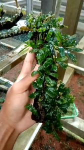 Buce Velvet Media Kayu/akar Aquascape hiasan aquarium