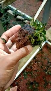 Buce Velvet Media Batu Lavarok Merah Aquascape hiasan aquarium
