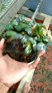 Buce Velvet Media Batok Bulat Aquascape Hiasan Aquarium