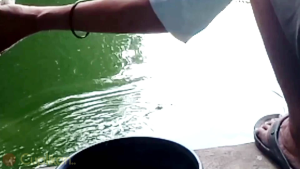 Umpan putih Pangeran buteu Amis spesial untuk mancing harian lomba galapung #umpanikanmassiappakai