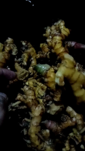 Lempuyang segar isi 1 kg