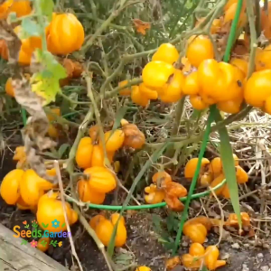 10 BUTIR BIJI/BENIH TANAMAN TOMAT UNIK PHILS ONE