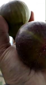 Buah tin fresh petik dadakan 500 grm