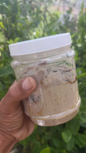 MỒI CÂU CÁ VỒ ĐÉM CÁ LĂNG SIÊU NHẠI 500G