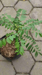 Sindo - Curry Leaves/murraya Koenigii Live Plant U18J7EBS7W
