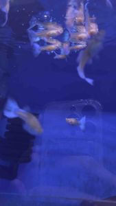 Guppy Sky Blue Normal 孔雀鱼天空蓝