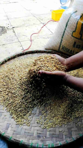 BENIH PADI ZIZANIA TERBARU KUALITAS SUPER UNGGUL KEMASAN 5kG