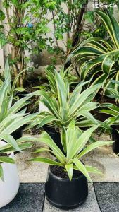 (2ต้น)อากาเว่ปากนกแก้ว Agave Attennuata มีต้นกำเนิดจากประเทศเม็กซิโกและอเมริกาใต้ ทนร้อน ทนแล้ง