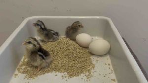 ไข่เชื้อ ไก่แจ้ แบบส่ง ลูกไก่ ตามไปให้ด้วย