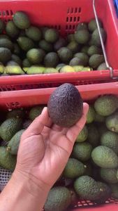 AVOCADO อะโวคาโด้ สายพันธุ์ แฮส Hassเล็กจี๋วคละไซส์ 13-15ลูก/โลจำนวน 2 กิโล รสชาติ มัน หอม เนื้อเหนียวกว่าสายพันธุ์อื่น อร่อย